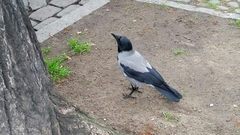 Corvus cornix