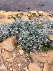 Teucrium subspinosum
