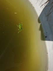 Dendropsophus molitor