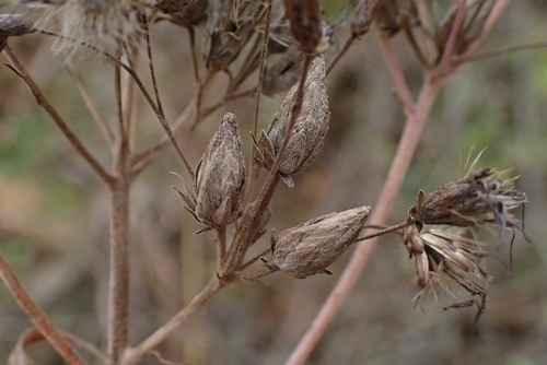 Unknown species found near Sauk County, US-WI, US