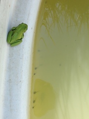 Dendropsophus molitor