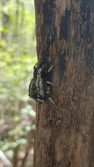 Rhytidophloeus robustus