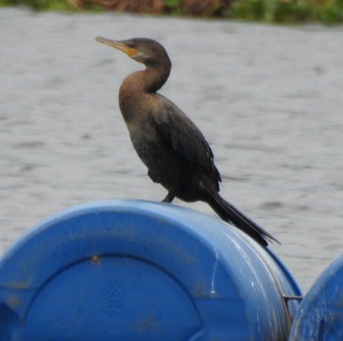 Neotropic Cormorant