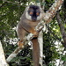 Common Brown Lemur - Photo (c) Kai Squires, some rights reserved (CC BY), uploaded by Kai Squires