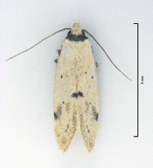 Atalopsis