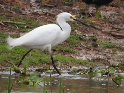 Snowy Egret