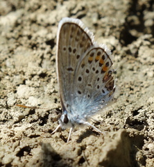 Plebejus argus