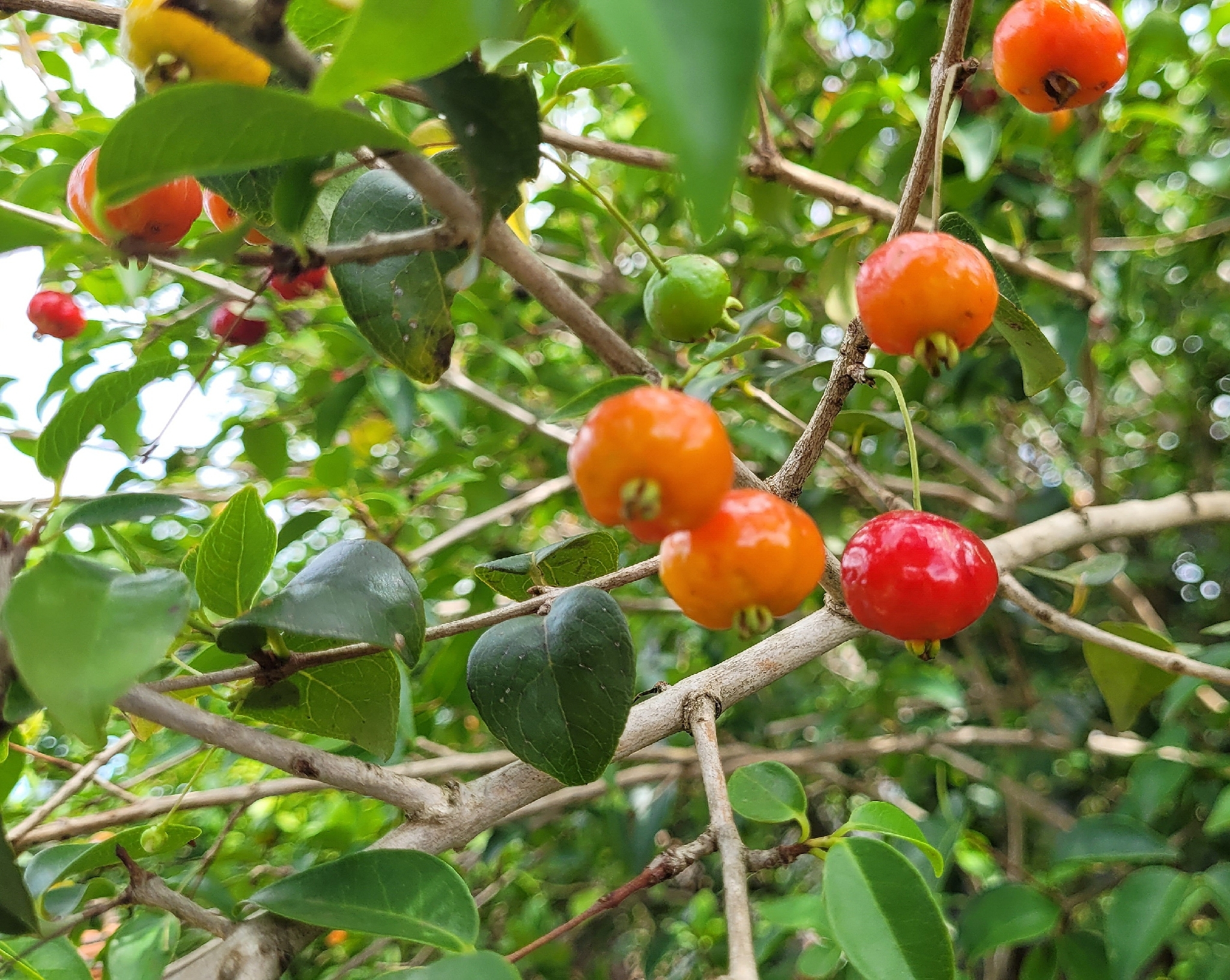 Eugenia uniflora