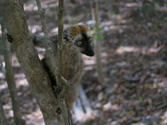 Eulemur rufifrons