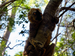 Eulemur rufifrons