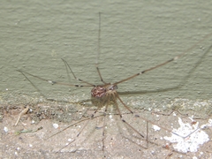 Holocnemus pluchei
