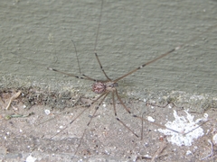 Holocnemus pluchei