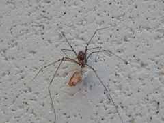 Holocnemus pluchei