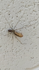 Holocnemus pluchei