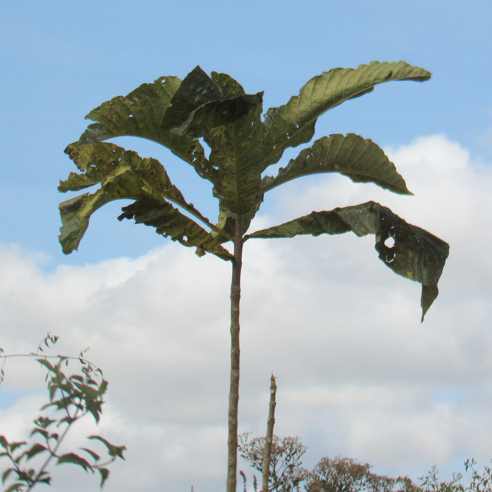 Genipa americana
