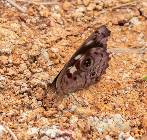 Sandbar Purplewing