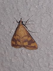Pyrausta phoenicealis
