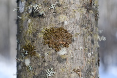 Melanohalea septentrionalis