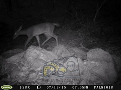 Odocoileus virginianus sinaloae