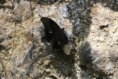 Papilio iswaroides