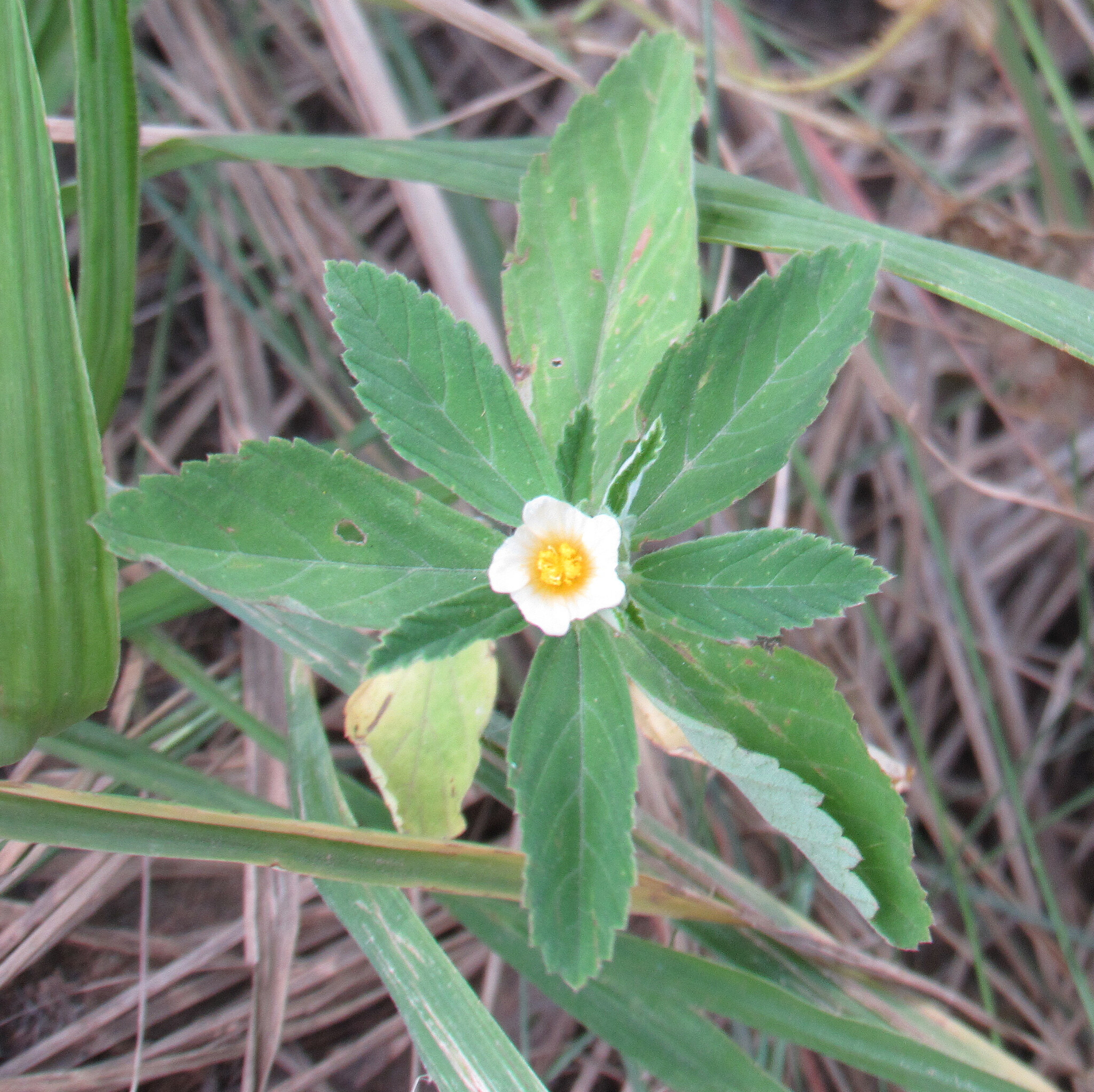 Sida rhombifolia