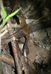 Anolis allogus
