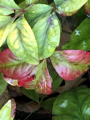 Pseudocercospora nandinae
