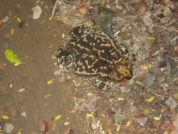 Western Giant Toad