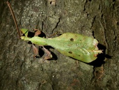 Pulchriphyllium bioculatum