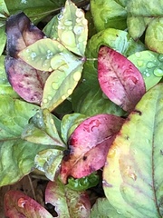 Pseudocercospora nandinae