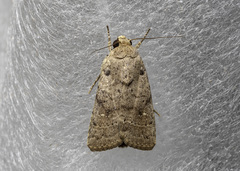 Athetis nonagrica
