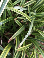 Colletotrichum liriopes