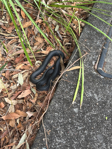 Red-bellied Black Snake sighting