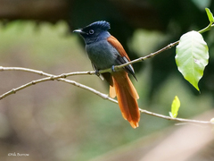 Terpsiphone viridis