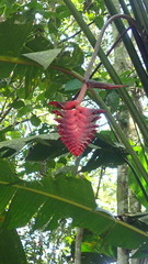 Heliconia mariae