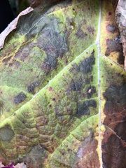 Cercospora hydrangeae