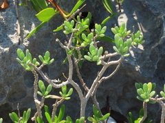 Borrichia