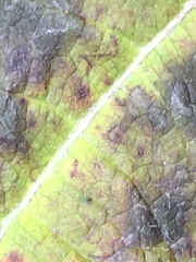 Cercospora hydrangeae