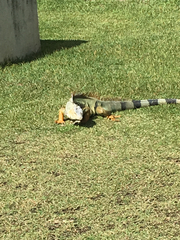 Iguana iguana