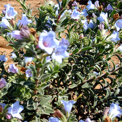 Lobostemon marlothii