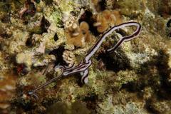Baseodiscus hemprichii