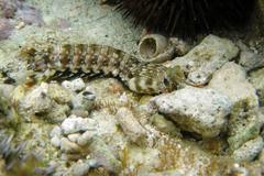 Gonodactylus chiragra