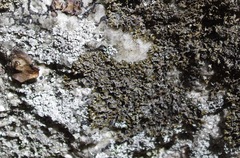 Melanelia culbersonii