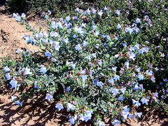 Lobostemon marlothii