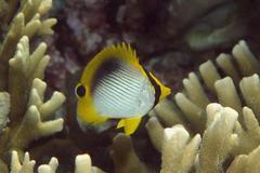 Chaetodon