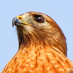 Buteo lineatus alleni