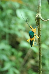 Paryphes