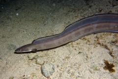 Conger cinereus