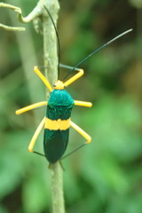 Paryphes