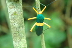 Paryphes